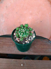 Matucana polzii