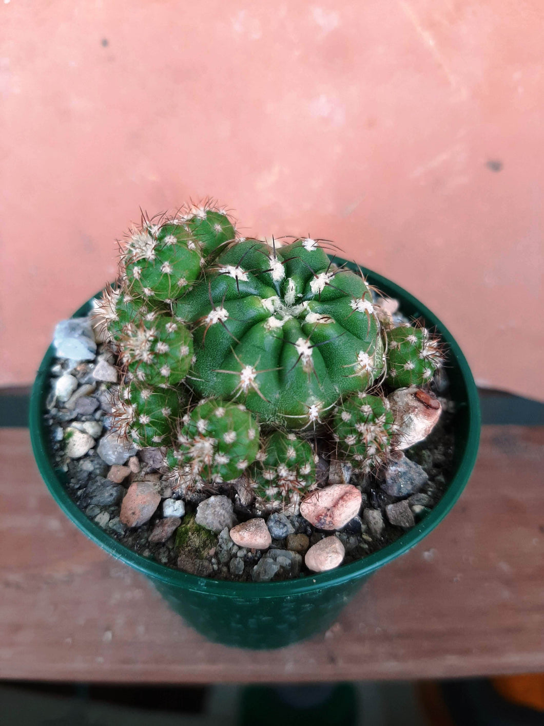 Matucana polzii