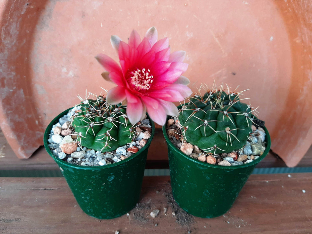 Gymnocalycium baldianum