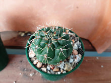 Gymnocalycium baldianum