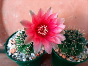 Gymnocalycium baldianum