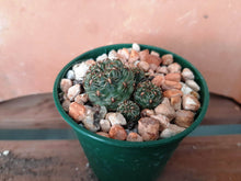 Sulcorebutia pasopayana G162a