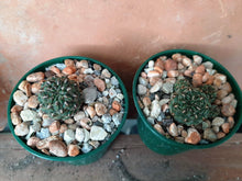 Sulcorebutia pasopayana G162a