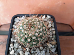 Notocactus concinnus