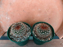 Notocactus schlosseri