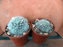 Mammillaria glassii