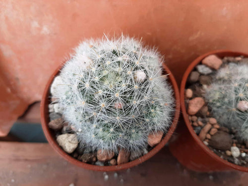 Mammillaria glassii