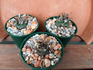 Turbinicarpus macrochele KKR94