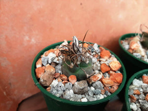 Turbinicarpus macrochele KKR94