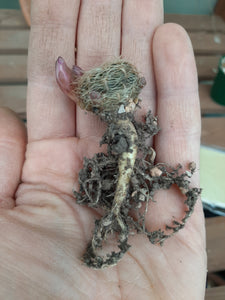 Sulcorebutia crispata EM353