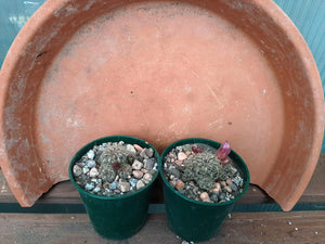 Sulcorebutia crispata EM353