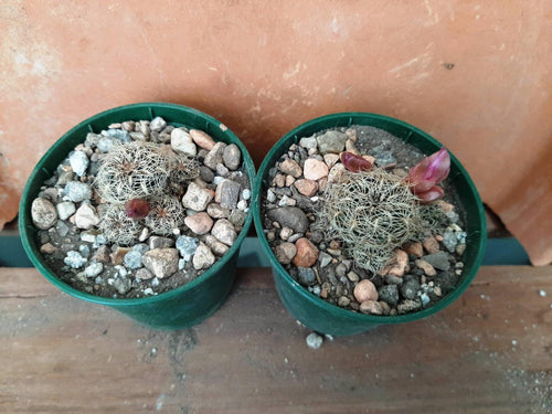 Sulcorebutia crispata EM353