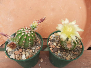 Echinocereus viridiflorus