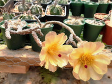 Pterocactus tuberosus