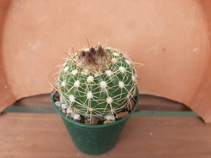 Notocactus uebelmannius