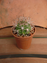 Gymnocalycium saglionis