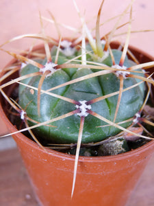 Gymnocalycium monvillei