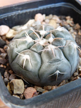 Gymnocalycium prochazkianum