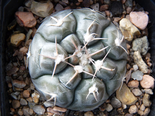 Gymnocalycium prochazkianum