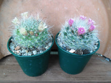 Mammillaria bocasana