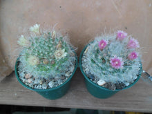 Mammillaria bocasana