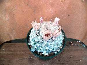 Mammillaria candida