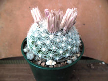 Mammillaria candida