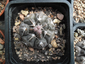 Gymnocalycium prochazkianum