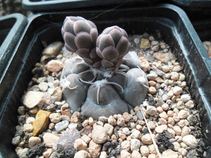 Gymnocalycium prochazkianum