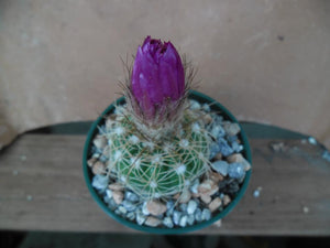 Notocactus uebelmannius