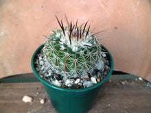 Notocactus (Wigginsia) erinacea