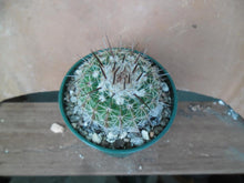 Notocactus (Wigginsia) erinacea