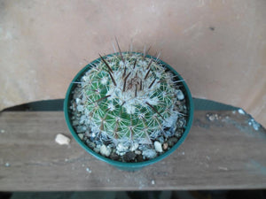 Notocactus (Wigginsia) erinacea