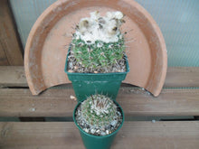 Notocactus (Wigginsia) erinacea