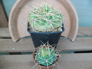 Gymnocalycium monvillei