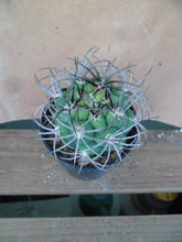 Gymnocalycium saglionis