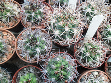 Gymnocalycium saglionis