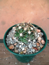 Thelocactus bicolor commodus MK133.419