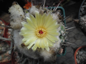 Notocactus (Wigginsia) erinacea