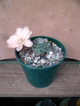 Mediolobivia haagei R35b