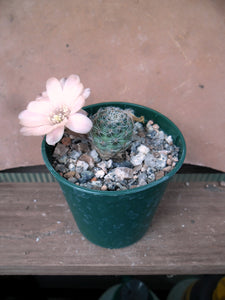 Mediolobivia haagei R35b