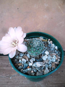 Mediolobivia haagei R35b