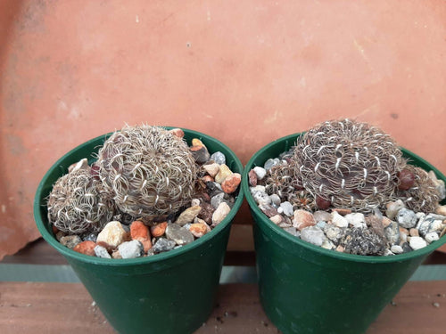 Sulcorebutia crispata RH1627/2