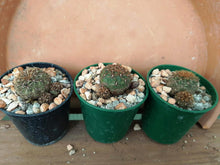 Sulcorebutia pulchra