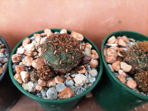 Sulcorebutia pulchra